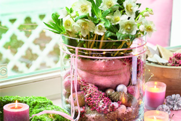 Blütenwunder Christrose