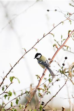 Allgemeine Gartenarbeit im Februar
