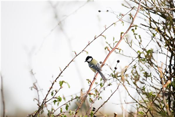 Allgemeine Gartenarbeit im Februar