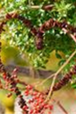 Leckerbissen für Vögel