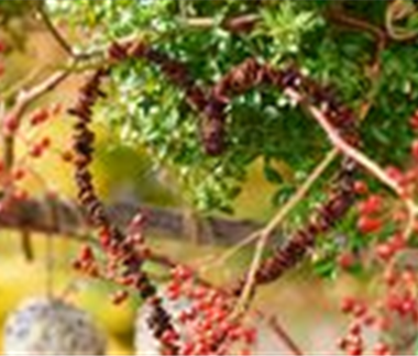 Leckerbissen für Vögel