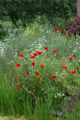 Allgemeine Gartenarbeit im Juni