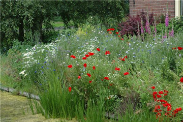 Allgemeine Gartenarbeit im Juni