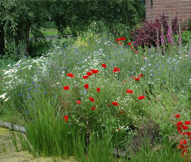 Allgemeine Gartenarbeit im Juni
