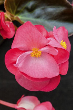 Zimmerpflanzen im Mai