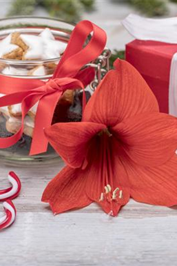 Zimmerpflanzen im Oktober