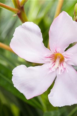 Terrasse & Balkon im Oktober