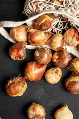 Ziergarten im November