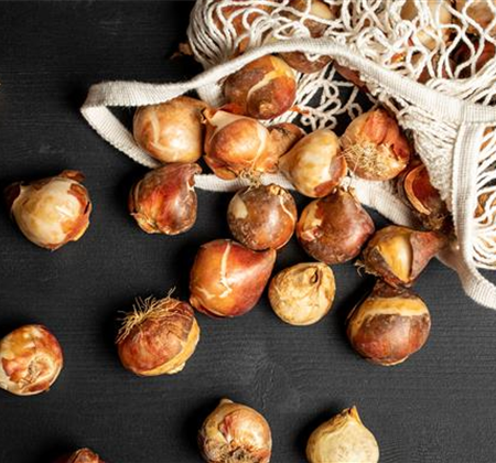 Ziergarten im November