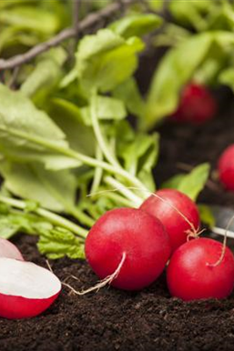 Gemüse-, Kräuter- und Obstgarten im Mai