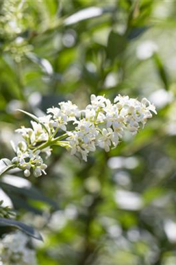 Ziergarten im Februar