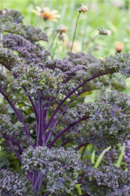 Gemüse-, Kräuter- und Obstgarten im März