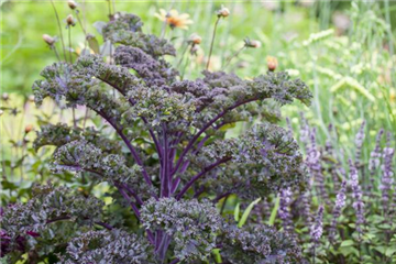 Gemüse-, Kräuter- und Obstgarten im März