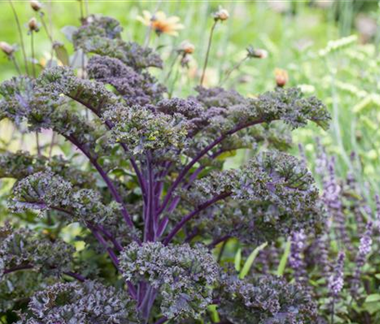 Gemüse-, Kräuter- und Obstgarten im März