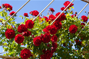 Ziergarten im Juni