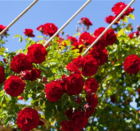 Ziergarten im Juni