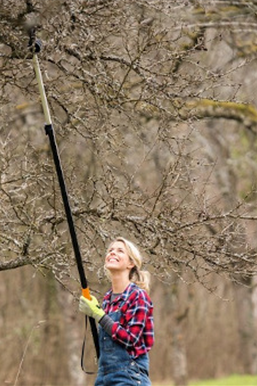 Ratgeber Obstbaumschnitt im Winter