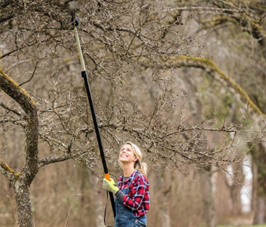 Ratgeber Obstbaumschnitt im Winter