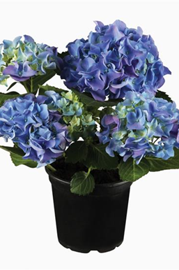 Terrasse & Balkon im Juli