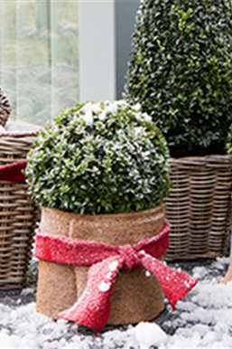 Allgemeine Gartenarbeit im Januar