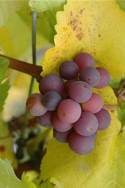 Gemüse-, Kräuter- und Obstgarten im Dezember