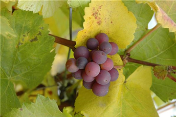 Gemüse-, Kräuter- und Obstgarten im Dezember