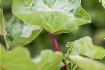 Gemüse-, Kräuter- und Obstgarten im Oktober