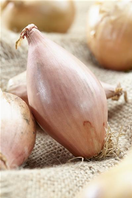 Gemüse-, Kräuter- und Obstgarten im Juli