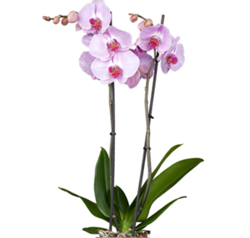 Schmetterlingsorchidee - 9,99 €