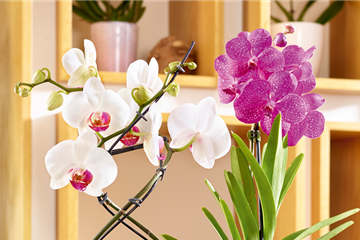 Tropischer Winter zuhause