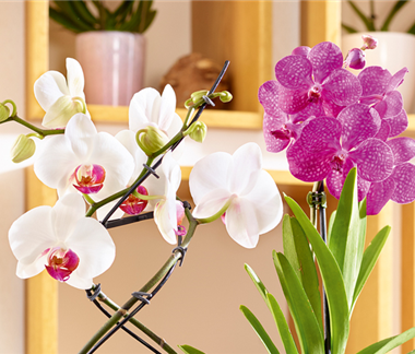 Tropischer Winter zuhause