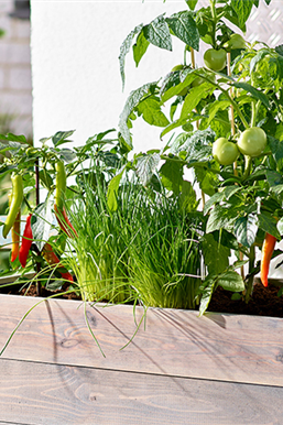 Bunter Gemüse- und Naschgarten 