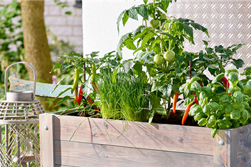 Bunter Gemüse- und Naschgarten 