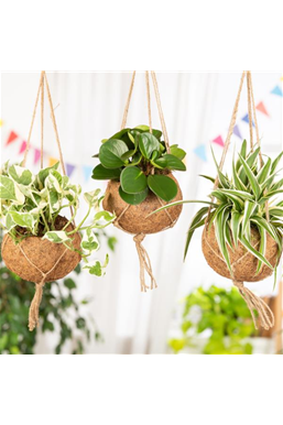 Moderne Frühjahres-Dekoration – Kokedama der Trend aus Japan