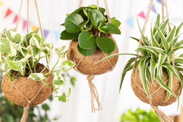 Moderne Frühjahres-Dekoration – Kokedama der Trend aus Japan