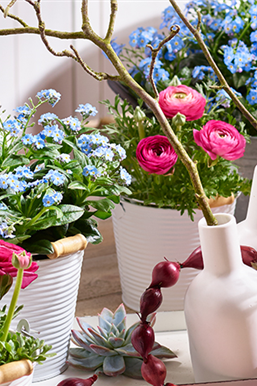 Holi-Festival im Garten