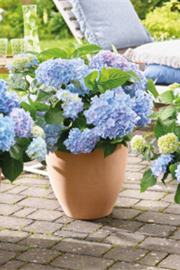 Geballte Blütenpracht