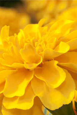 Gute Nachbarschaft im Beet 