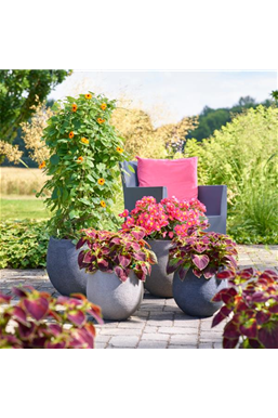 Sommerschönheiten für Balkon und Garten