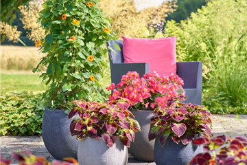 Sommerschönheiten für Balkon und Garten
